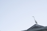 Great Egret Heron atop a roof